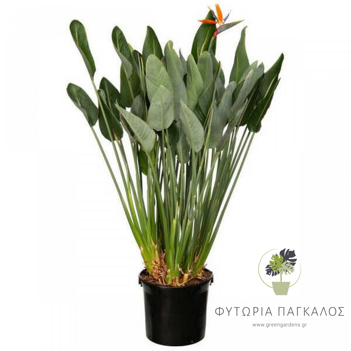 Στρελίτσια (Strelitzia reginae) – Εξωτικό Ανθοφόρο Φυτό - 1